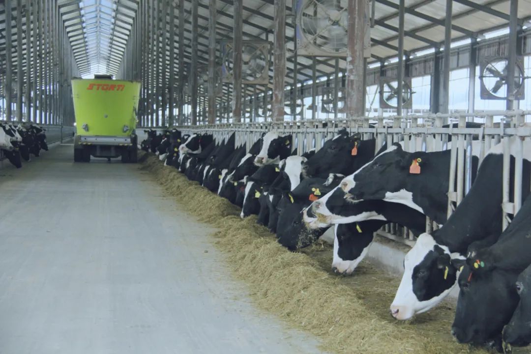 花花牛丨駐馬店市遂平縣政協(xié)黨組書記、主席張衛(wèi)東一行蒞臨花花牛魯山瑞亞牧場參觀 花花牛丨駐馬店市遂平縣政協(xié)黨組書記、主席張衛(wèi)東一行蒞臨花花牛魯山瑞亞牧場參觀