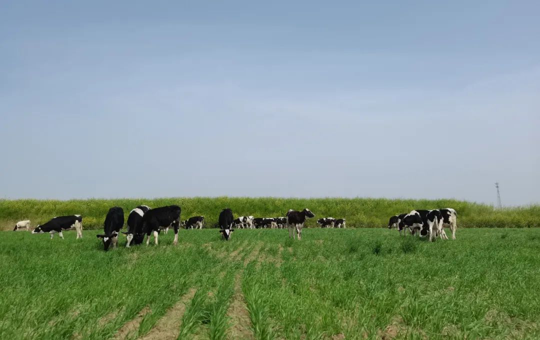 繼往開來 · 再創(chuàng)輝煌 | 花花牛乳業(yè)集團召開9月營銷、養(yǎng)殖及飼料月度經營工作會議 繼往開來 · 再創(chuàng)輝煌 | 花花牛乳業(yè)集團召開9月營銷、養(yǎng)殖及飼料月度經營工作會議