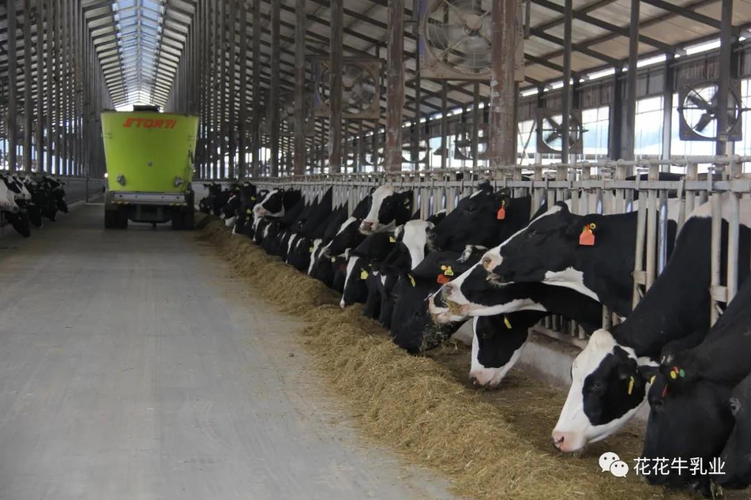 快訊 | 鄭州市人大常委會主任胡荃蒞臨河南瑞亞牧業(yè)調(diào)研 快訊 | 鄭州市人大常委會主任胡荃蒞臨河南瑞亞牧業(yè)調(diào)研